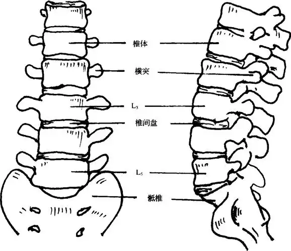 腰椎疾病比较影像学_知网百科