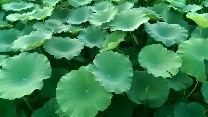 一片荷叶,一片情,一朵荷花,独自傲!