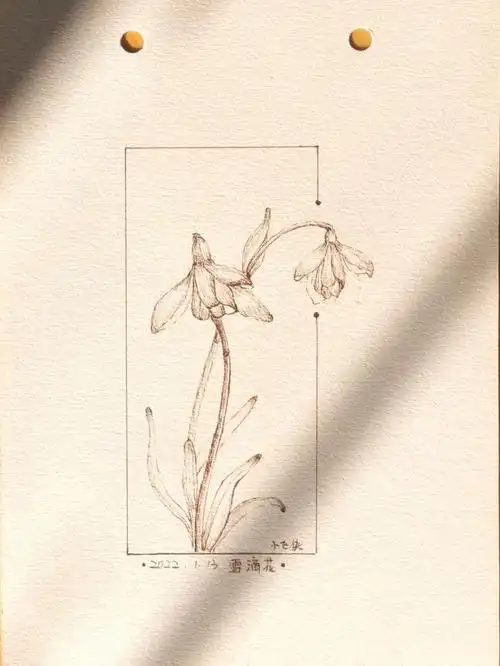 花卉线描写生小打卡雪滴花15100