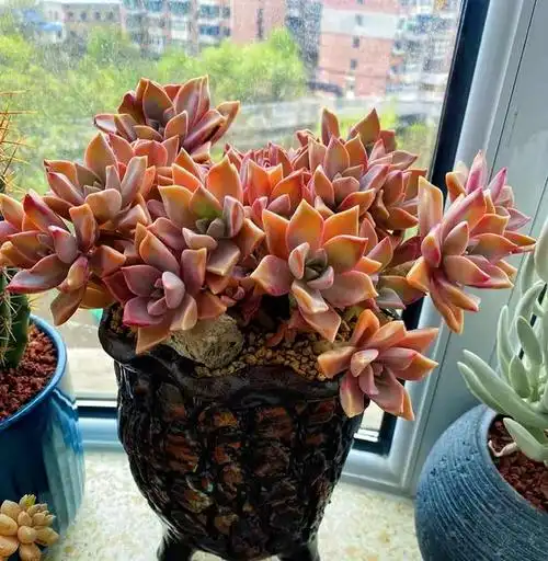 养了2年的初恋老桩这状态就是粉色系多肉里的颜值天花板