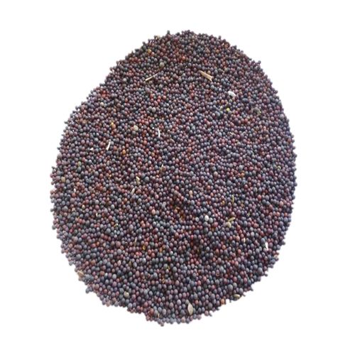 促销油菜籽波斯菊格桑花 观赏油菜花种子 榨油油菜籽北方耐寒花卉种子