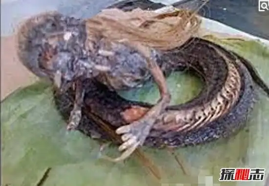 揭秘人头蛇身怪物之谜,人的脑袋蛇的身体(被巫师控制)