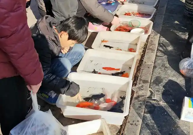 小金鱼 这个摊位人也不少,买了金鱼放家里,好运连连