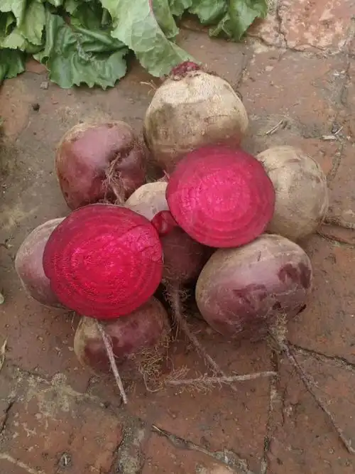 甜菜根新鲜现挖5斤甜菜头红甜菜农产品蔬菜红菜头萝卜2斤中果6个左右