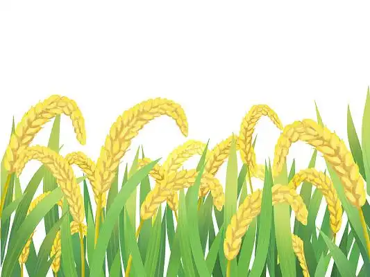 绿色黄色手绘卡通麦子稻穗稻谷水稻成熟丰收元素png素材