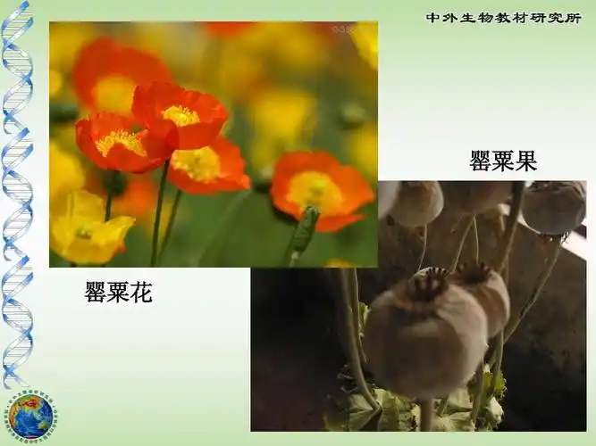 罂粟果 罂粟花