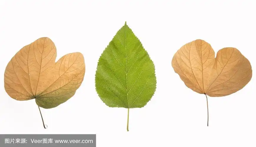 黄绿色叶