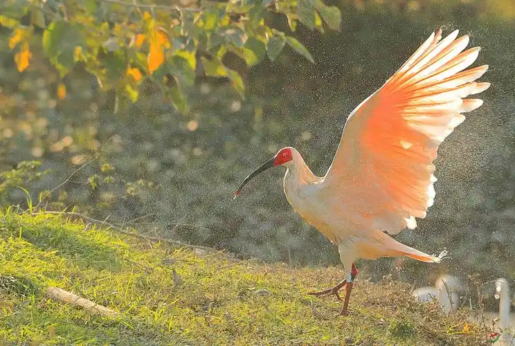 贵妃出浴国宝朱鹮周日问好