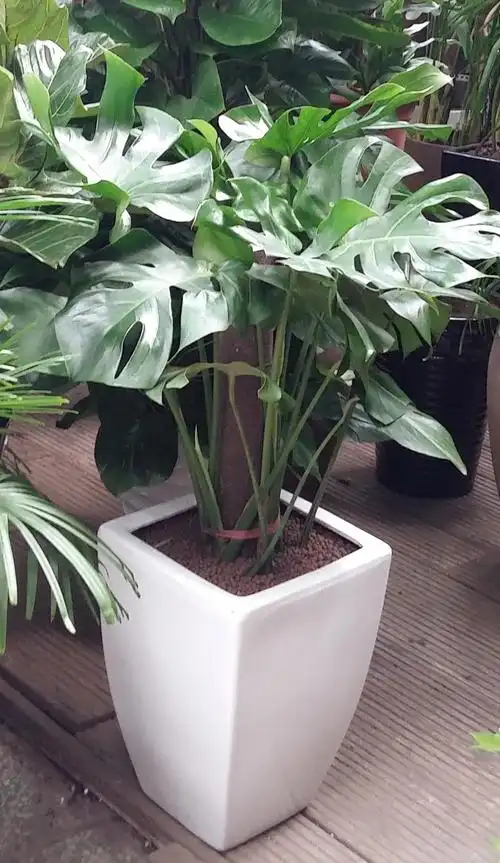 p>龟背竹(学名: i>monstera deliciosa /i> liebm.