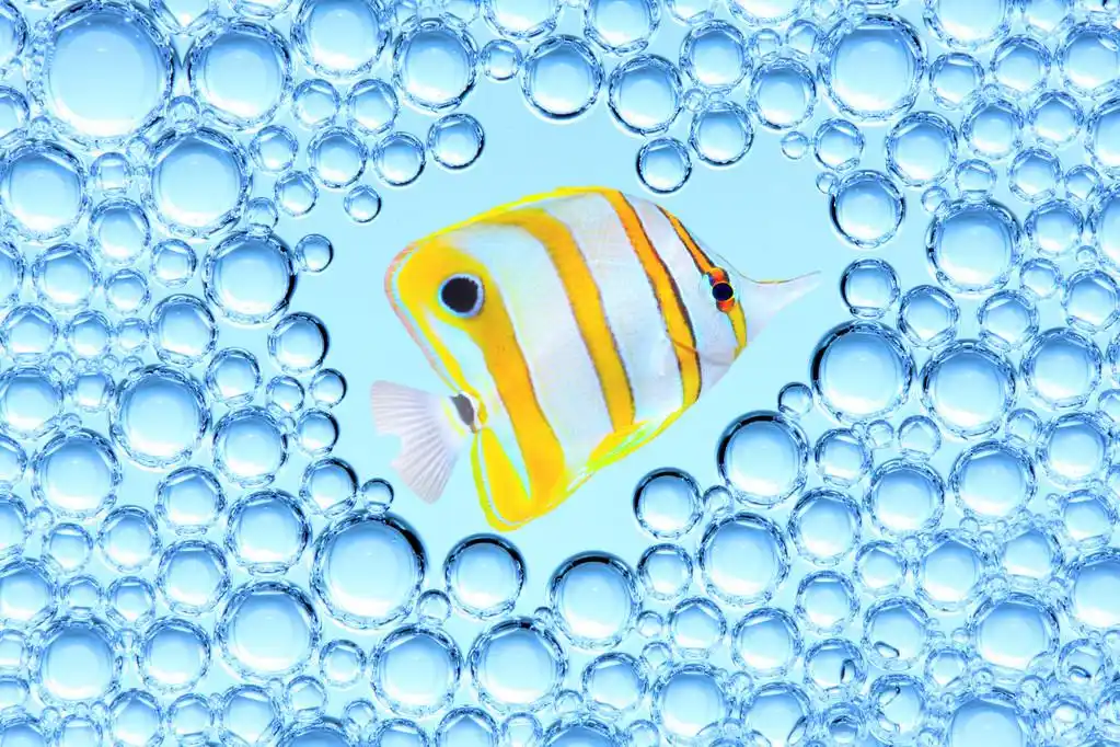 热带小鱼的图片.,热带小鱼的图片.