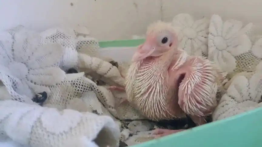 鸽子宝宝出生了#幼鸽 #农村生活 #幸福