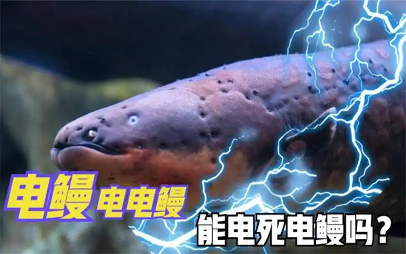 亚马逊海王电鳗秒杀食人鱼与鳄鱼,那电鳗放电能把自己电死吗?