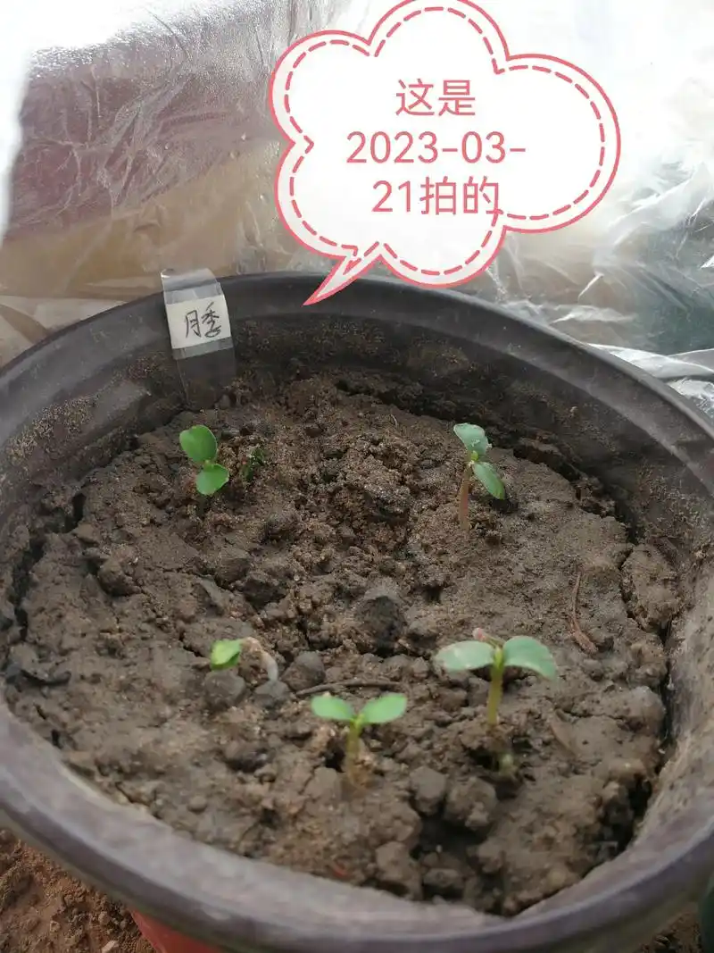 沙藏了两个多月的月季种子,发芽率杠杠滴呀!