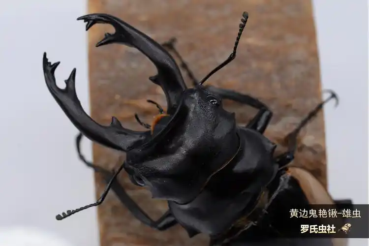 国产鬼艳锹知多少? - 罗氏虫社