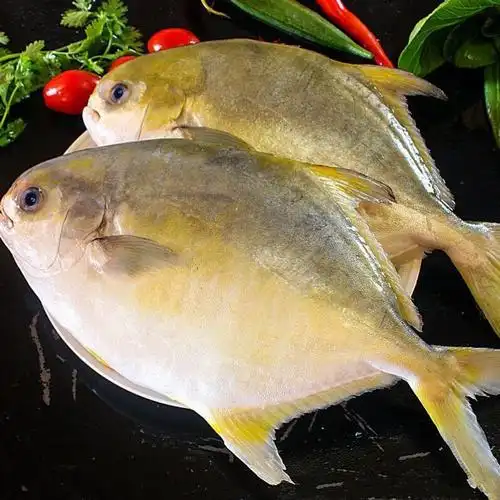 金鲳鱼(黄立鲳)