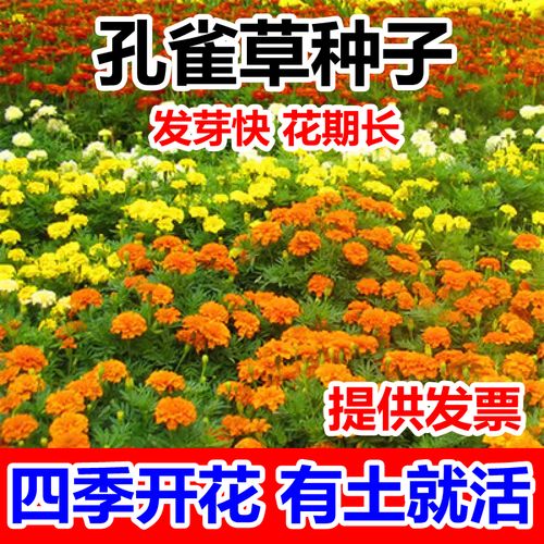 混色孔雀草花种子景观绿化工程花籽四季播种耐寒草花种子观花种子