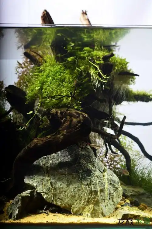沉木与石头的结合 - 水草造景 - 龙巅水草