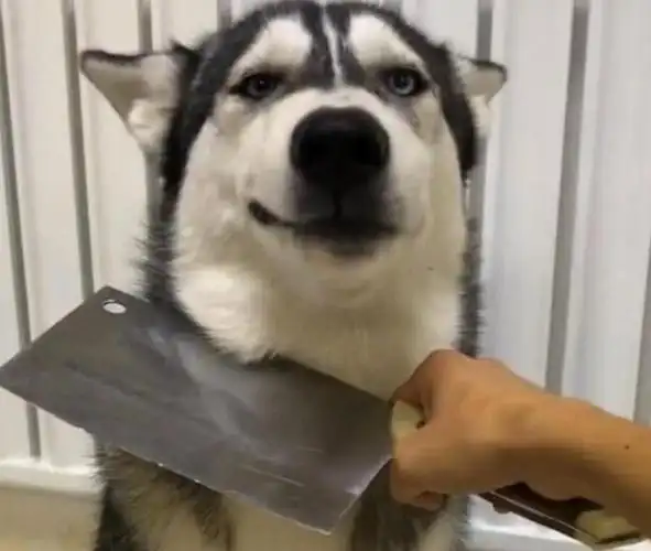 吃了,让网友不要激动,能不能把刀给放下,看着哈士奇这十分戏精的表情