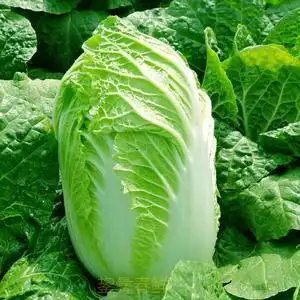 云南露天小白菜娃娃菜新鲜绿色时令蔬菜5斤甜青菜黄心菜火锅食用