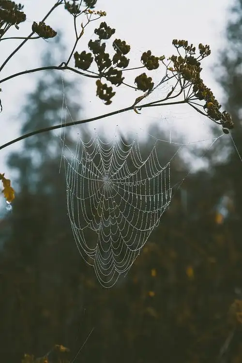 蜘蛛网的微距摄影