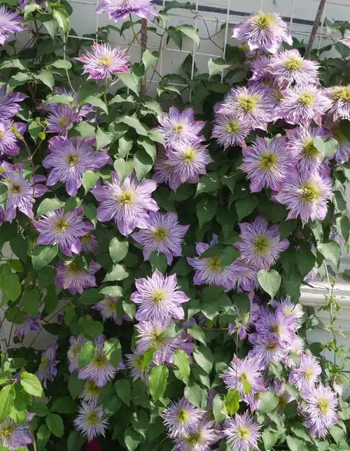 水晶喷泉铁线莲优缺点(二类铁线莲水晶喷泉花期特性)-植物说