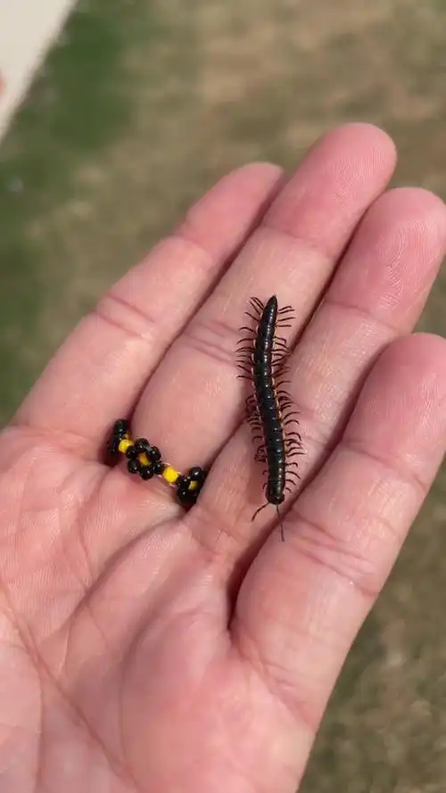 抓住了整个春天,千足虫