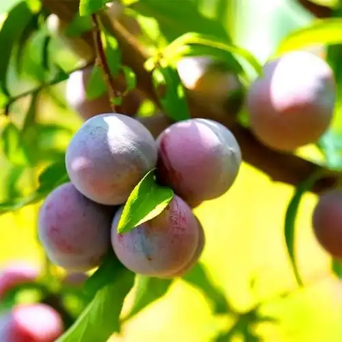 天峨龙滩珍珠李 5斤装