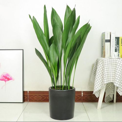 室内盆栽花卉 四季长青绿叶植物 一叶兰 盆栽花卉 一叶兰10棵 不带盆