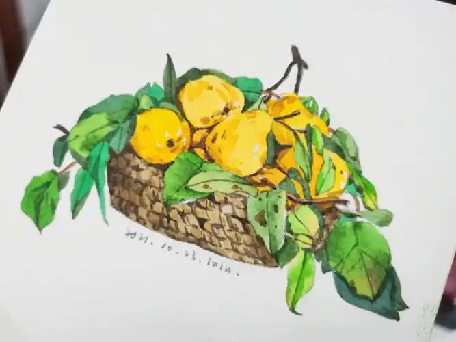 水彩梨