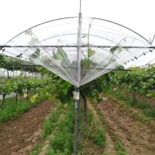 葡萄避雨棚