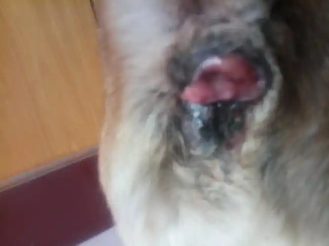 狗肛门上长了个什么?越长越大!怎么治疗?急 有人知道嘛