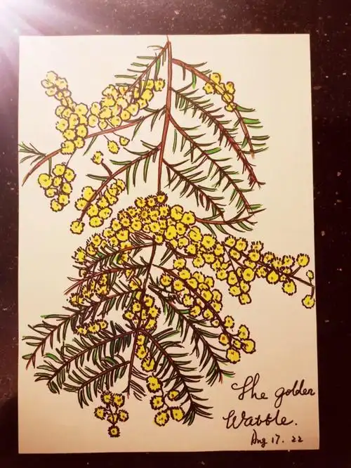 澳洲金合欢绘画