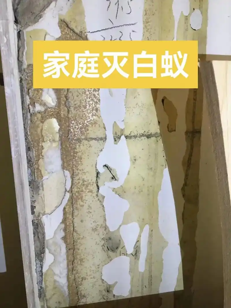 深圳消杀公司白蚁预防之家庭灭白蚁