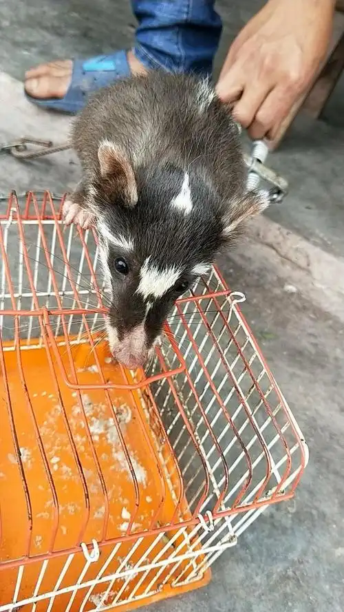 湾里管理局放生一只国家三级保护野生动动物鼬獾