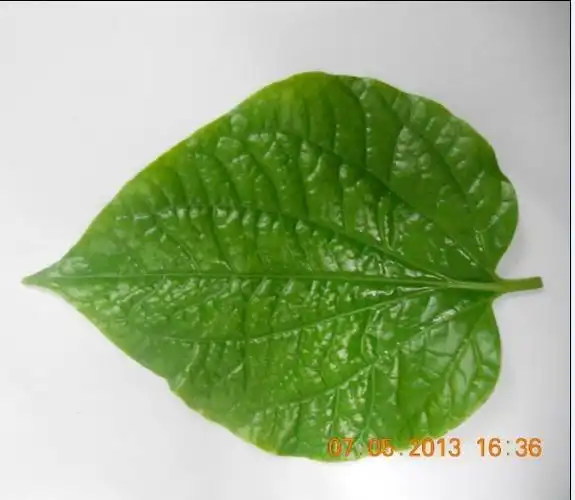 找到了小时候妈妈经常用来卷肉泥炸着吃的蔬菜叶子,可以吃的,像树叶一