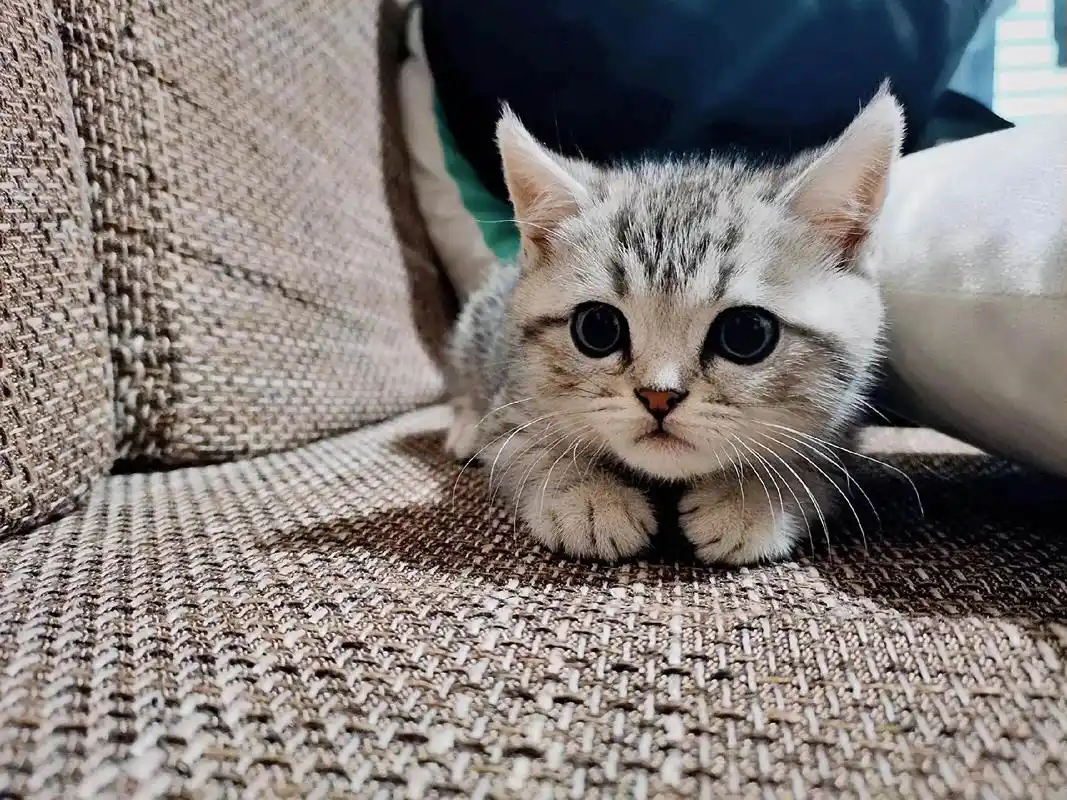 美短虎斑猫010101 可爱的大咪丢了十二个小时了,昨天一夜都没