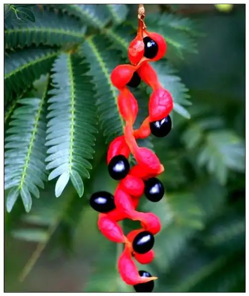 难得一见的奇花异草