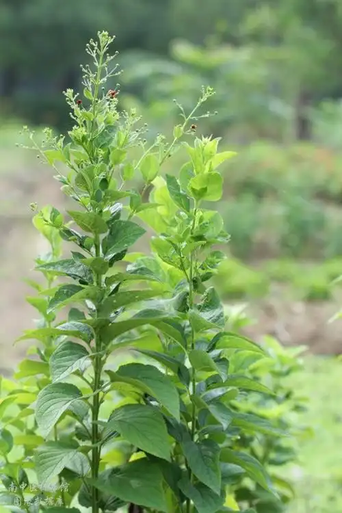 玄参_原植物图——中药标本馆与药用植物园图像数据库