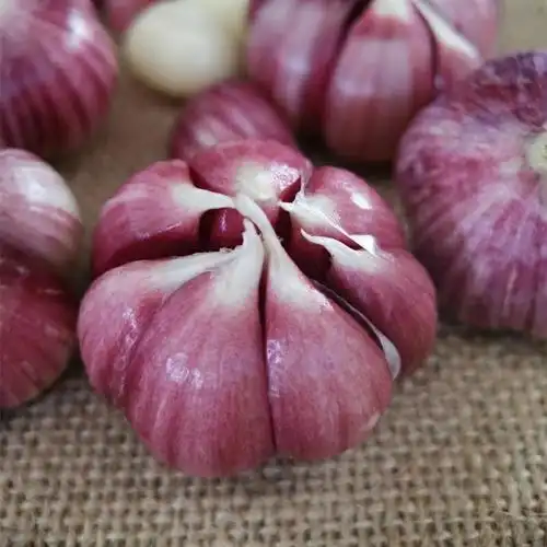 云南紫皮大蒜一级鲜大蒜5斤(热品库)