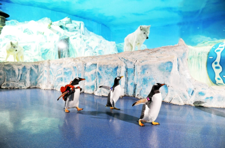 哈尔滨极地馆:置身迷人冰蓝,和神奇梦幻的极地动物共舞