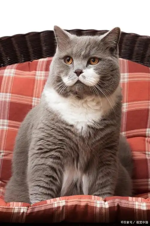 土肥圆担当——英国短毛猫:别想让我减肥!