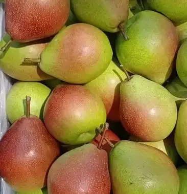 [红香酥梨批发]红香酥 七月红 供梨价格1.05元/公斤 - 一亩田