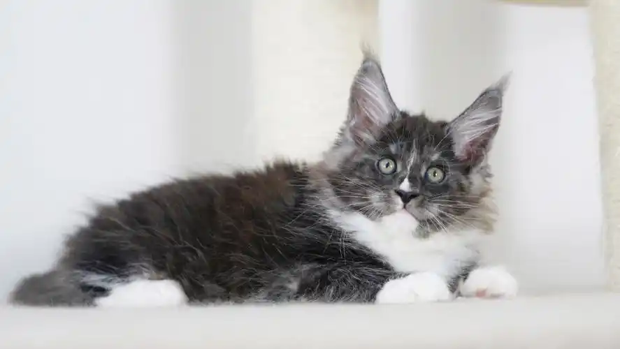 烟黑加白缅因猫