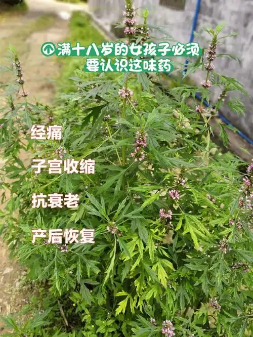 益母草的功效与用法_功效作用益母草是什么_益母草功效和作用