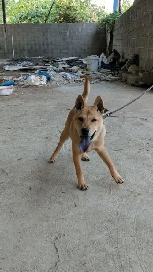 广西纯土中母猎犬