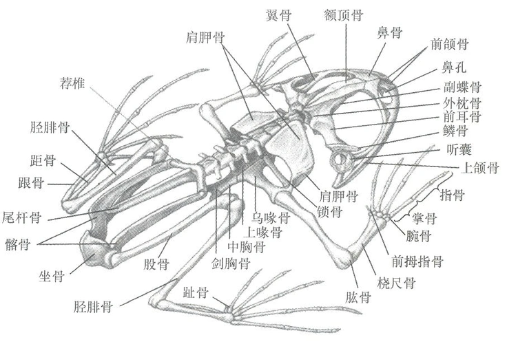 脊椎动物的骨骼