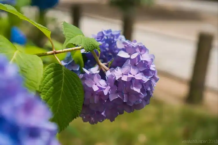 紫阳花,非常美丽. 四天王寺
