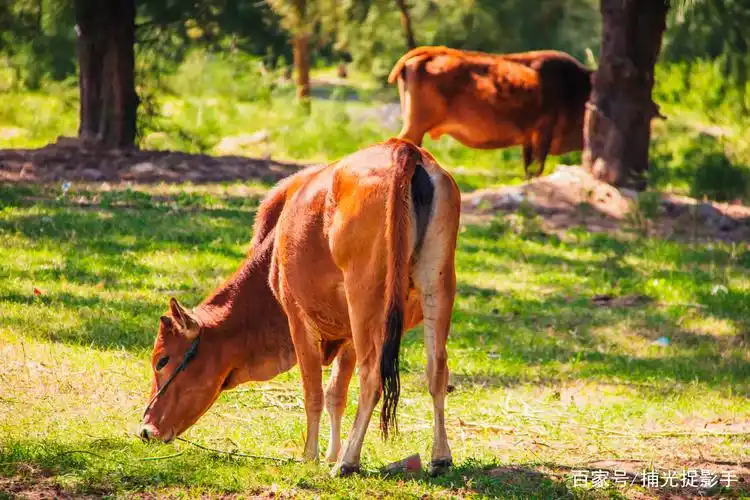 田园风光:在洒满阳光的午后,树荫下,有一群可爱的小牛