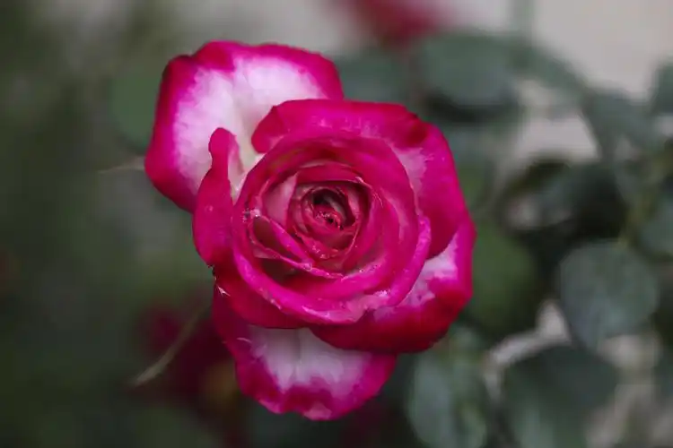 多头狮子座月季