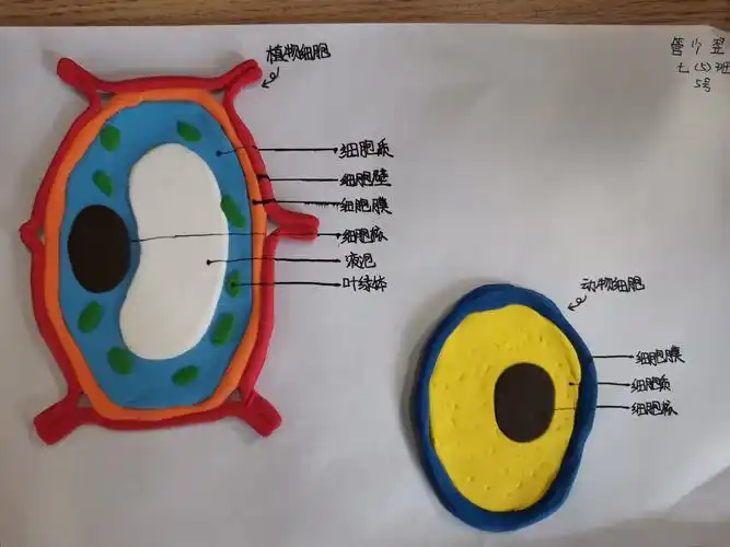 兴华中学初一(五)班细胞模型展